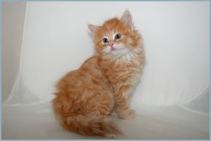 Male Siberian Kitten from Deedlebug Siberians